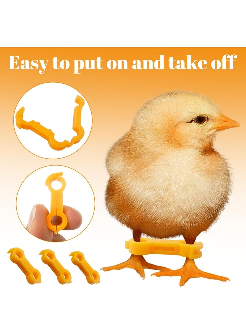 مجموعة من 20 رباطًا لتصحيح أرجل الكتاكيت، دعامة لعلاج تباعد الأرجل والعرج مع دعامة مباعدة، مناسبة للكتاكيت والسمان والبط - Image 4