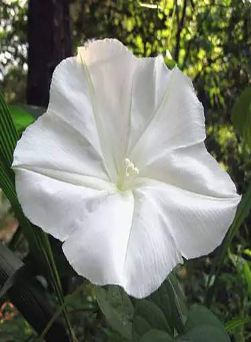GGOOT 100Pcs/Bag Moonflower Seeds for Planting, Fast-Growing Fragrant White Night Glory Flower Seeds for Garden Easy to Plant,Gardening,Home Decor - Moonflower Seeds - Image 4