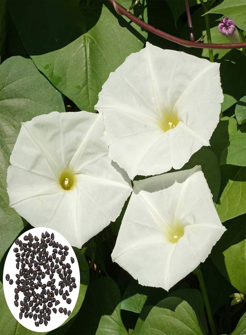 GGOOT 100Pcs/Bag Moonflower Seeds for Planting, Fast-Growing Fragrant White Night Glory Flower Seeds for Garden Easy to Plant,Gardening,Home Decor - Moonflower Seeds - Image 1