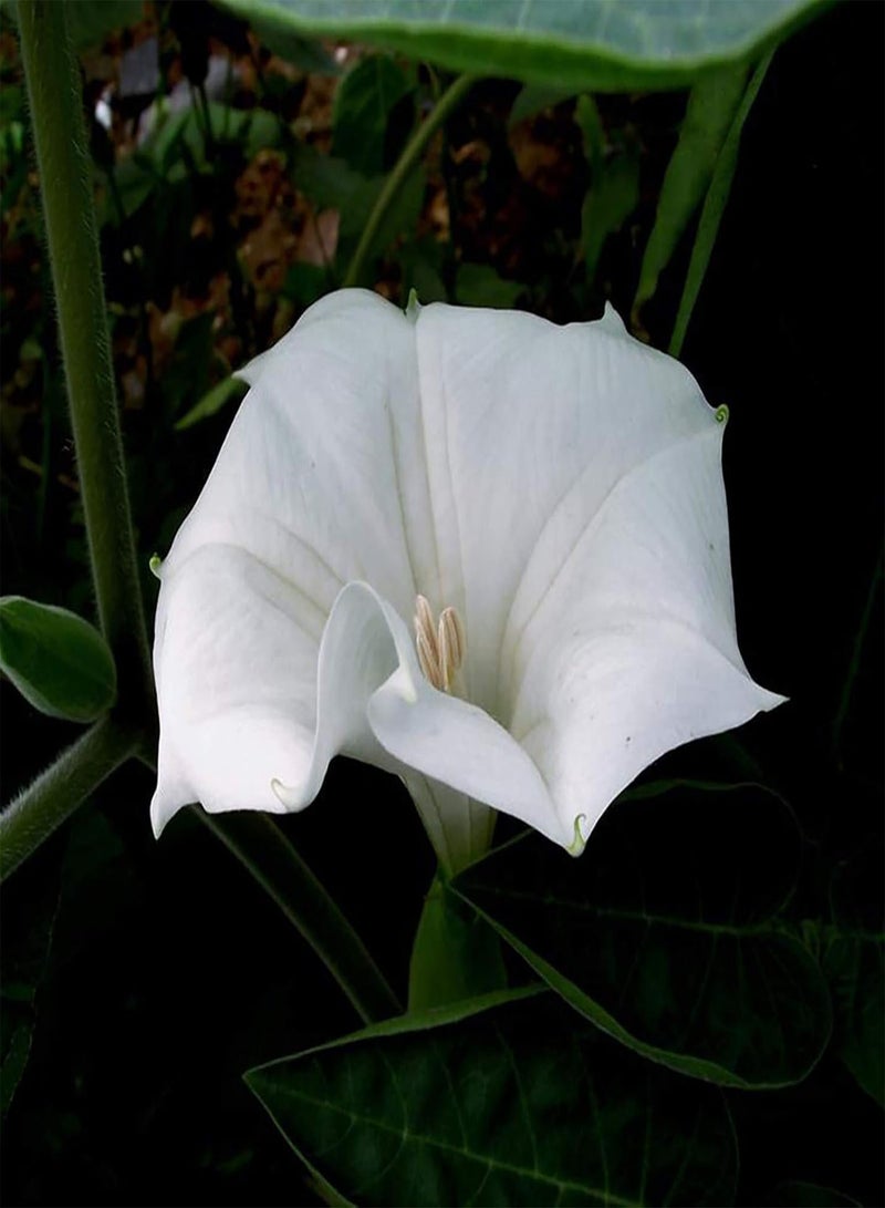 GGOOT 100Pcs/Bag Moonflower Seeds for Planting, Fast-Growing Fragrant White Night Glory Flower Seeds for Garden Easy to Plant,Gardening,Home Decor - Moonflower Seeds - Image 3