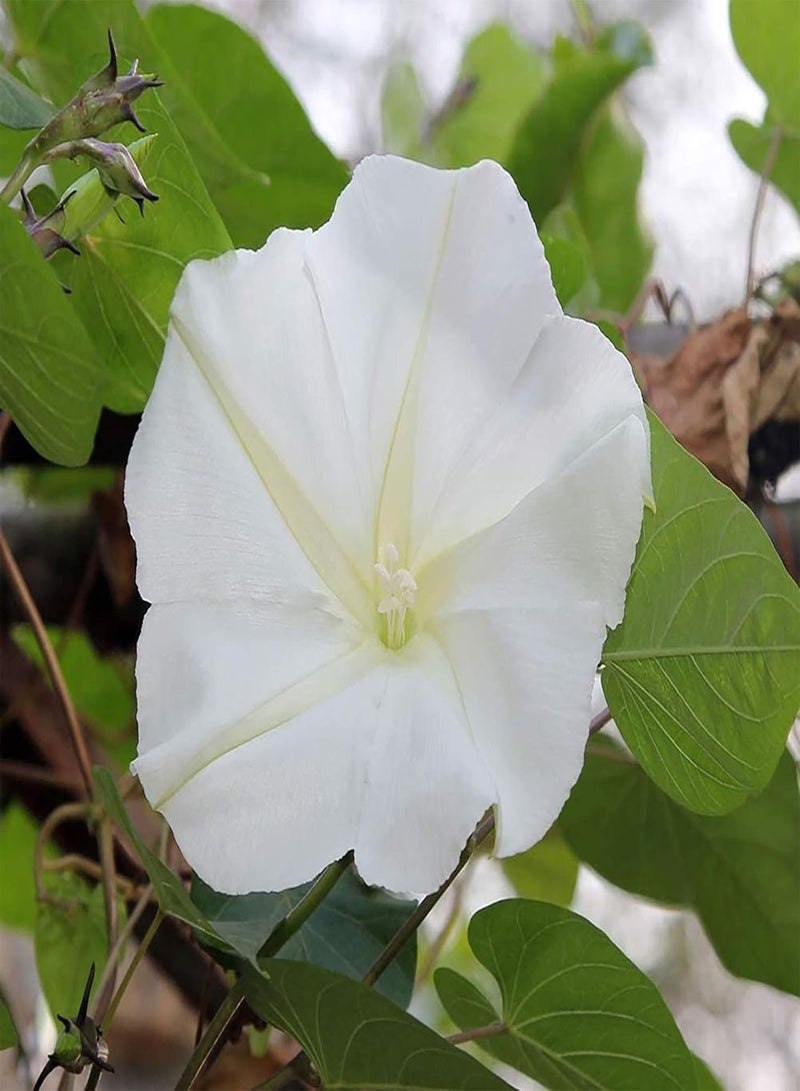 GGOOT 100Pcs/Bag Moonflower Seeds for Planting, Fast-Growing Fragrant White Night Glory Flower Seeds for Garden Easy to Plant,Gardening,Home Decor - Moonflower Seeds - Image 2