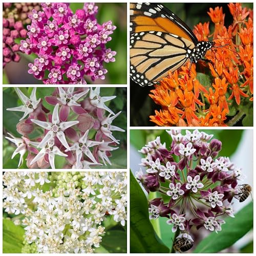 Seed Needs Milkweed Seeds for Planting a Butterfly Garden to Attract Monarch Butterflies - Collection of Pink, Orange & White Asclepias Milk Weed Variety Pack (5 Packs) - Image 2