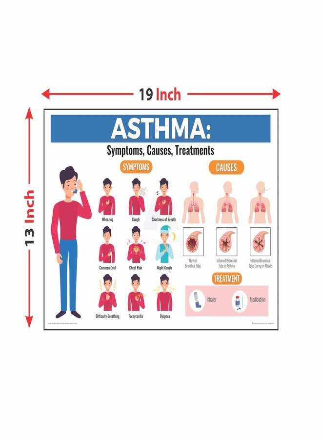 Anne Print Solutions® Asthma symptoms Poster (Without Frame) For Hospital Poster | Clinic Poster Pack Of 1 Pcs Size 13 Inch* X 19 Inch* - Image 2