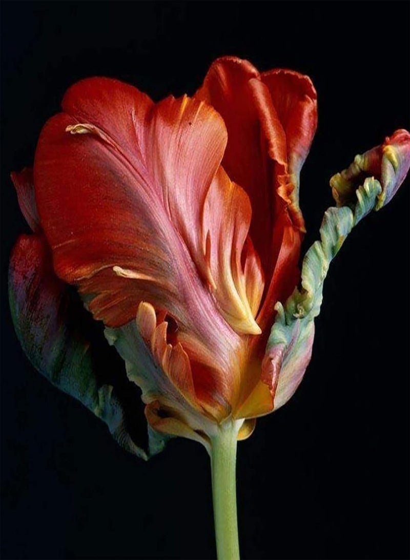 GGOOT 30Pcs Tulip seeds Mixed Tulip Flower Seeds Fragrant Beautiful Perennial Flower Easy to Grow Planting for Outdoor Indoor Home Bonsai 2 - Image 1