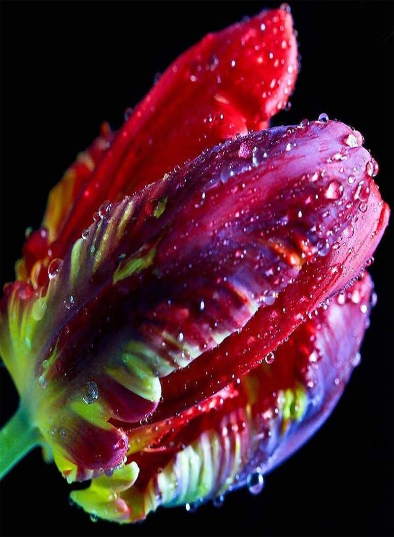 GGOOT 30Pcs Tulip seeds Mixed Tulip Flower Seeds Fragrant Beautiful Perennial Flower Easy to Grow Planting for Outdoor Indoor Home Bonsai 2 - Image 4