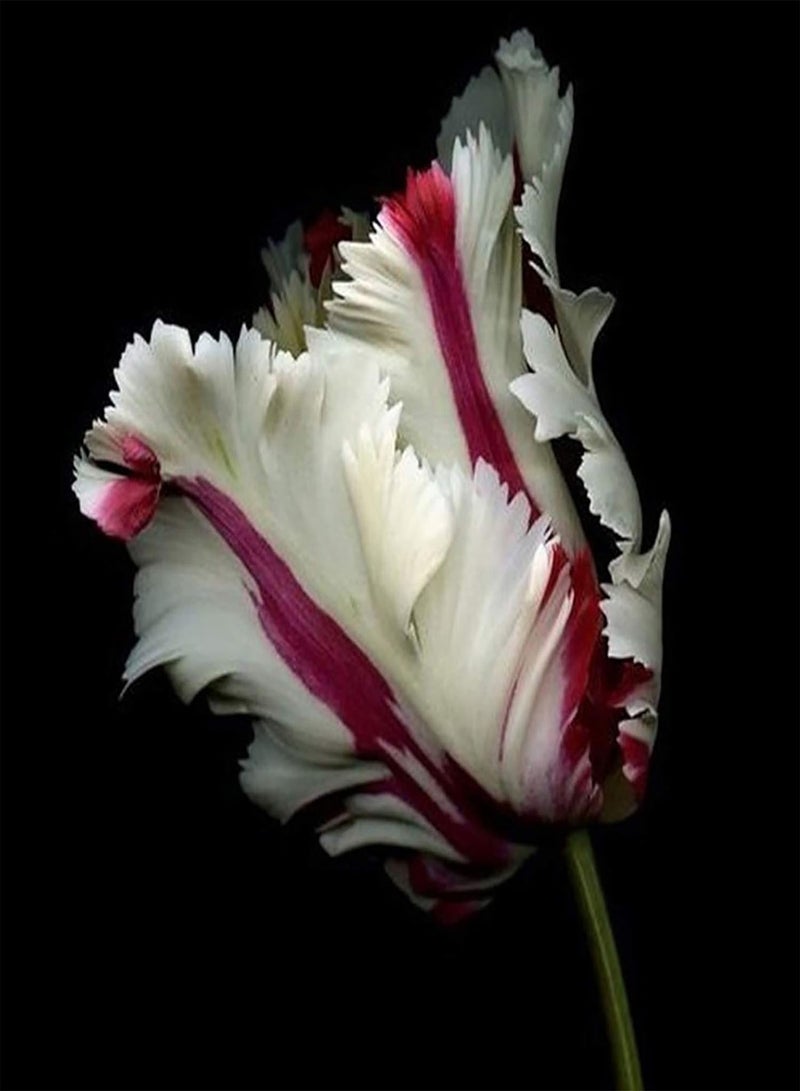 GGOOT 30Pcs Tulip seeds Mixed Tulip Flower Seeds Fragrant Beautiful Perennial Flower Easy to Grow Planting for Outdoor Indoor Home Bonsai 2 - Image 5