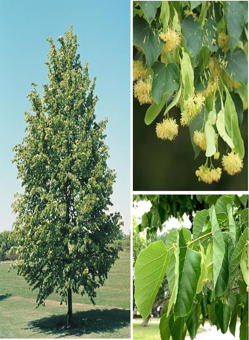 جي جوت شجرة الزيزفون (Tilia Cordata) | 25+ بذرة - Image 1
