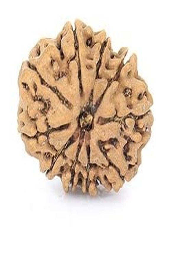TRINETRA GEMS STONE Natural Brown 10 Mukhi Rudraksha Nepali Beads Real Das Mukhi Rudraksha IGL Lab Certified Attractive दस मुखी रुद्राक्ष For Make Pendant Ten Face Rudraksha For Men - Image 1