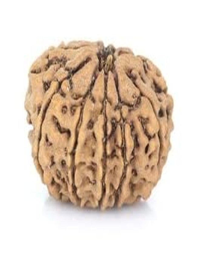 TRINETRA GEMS STONE Natural Brown 10 Mukhi Rudraksha Nepali Beads Real Das Mukhi Rudraksha IGL Lab Certified Attractive दस मुखी रुद्राक्ष For Make Pendant Ten Face Rudraksha For Men - Image 2