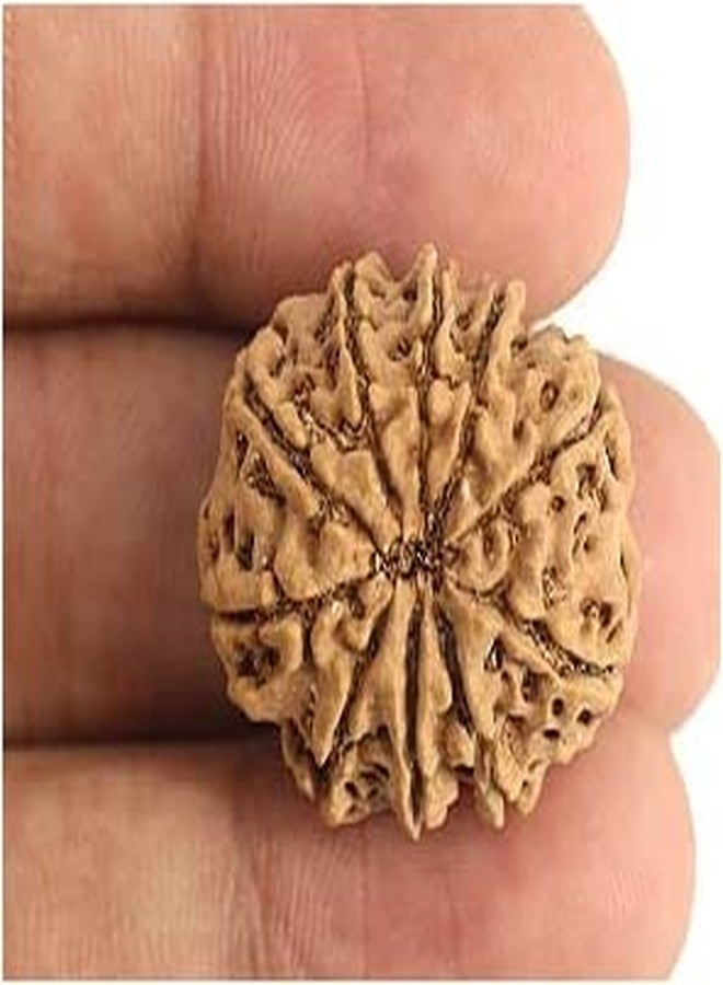TRINETRA GEMS STONE Natural Brown 10 Mukhi Rudraksha Nepali Beads Real Das Mukhi Rudraksha IGL Lab Certified Attractive दस मुखी रुद्राक्ष For Make Pendant Ten Face Rudraksha For Men - Image 3
