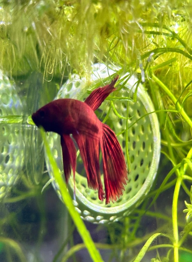 CTWPets Natural Betta Bulb Hide | Betta Rest Fish Tank Ornament | Aquarium Cave with Suction Cup for Small Fish Tank, Betta Habitat, Shrimp Hideout, Aquatic Decor (Forest Green) - Image 4