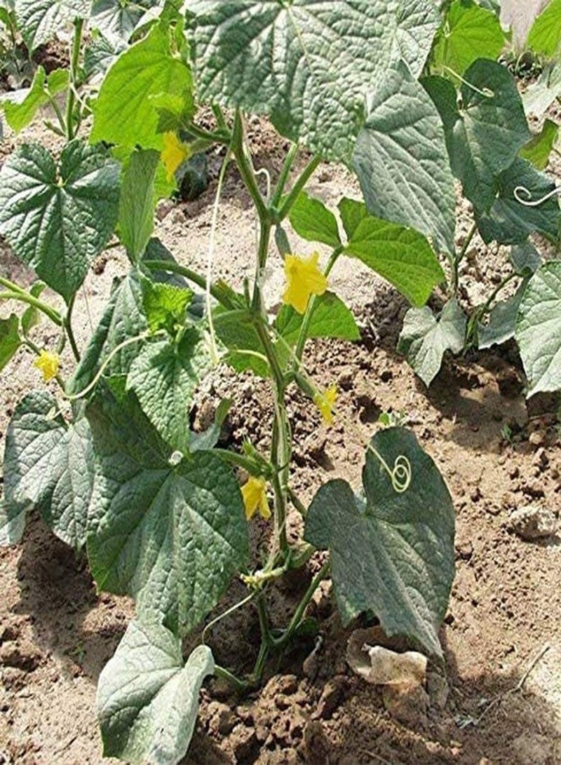 جي جوت 30 قطعة من نباتات الحدائق والأحجار الكريمة في الهواء الطلق من Erbstücken تمثل مجموعة كبيرة من حدائق ومجموعات حدائق لجلبها - Image 2