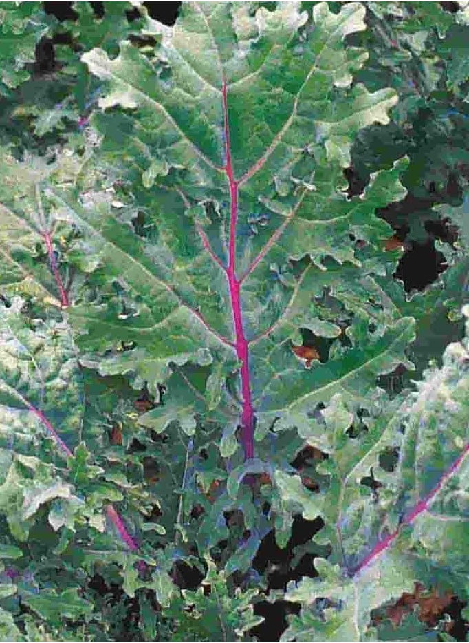 GROW - Kale Red Russian seeds - Image 1