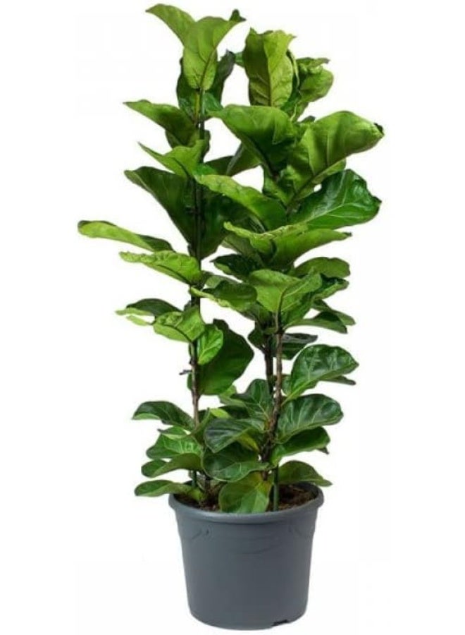 DUBAI GARDEN CENTRE Ficus Lyrata (Fiddle Leaf Fig Tree)