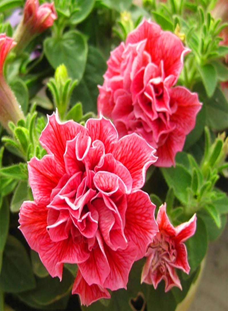 GGOOT Vegetable Plant Seeds Petunia Hybrida Seeds 20Pcs/Bag Petunia Hybrida Seeds Climbing Drought-Tolerant Multi-Color Wave Series Flower Seeds for Garden - Red Petunia Hybrida Seeds - Image 1