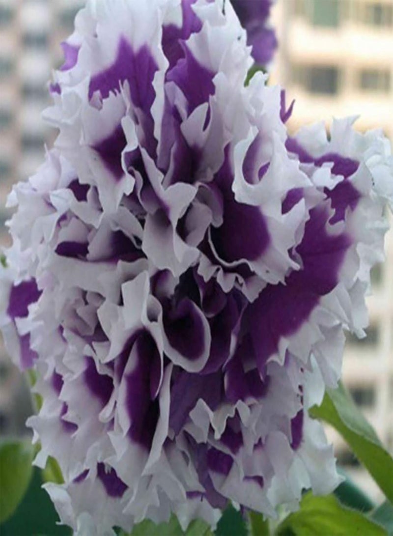 GGOOT Vegetable Plant Seeds Petunia Hybrida Seeds 20Pcs/Bag Petunia Hybrida Seeds Climbing Drought-Tolerant Multi-Color Wave Series Flower Seeds for Garden - Red Petunia Hybrida Seeds - Image 4