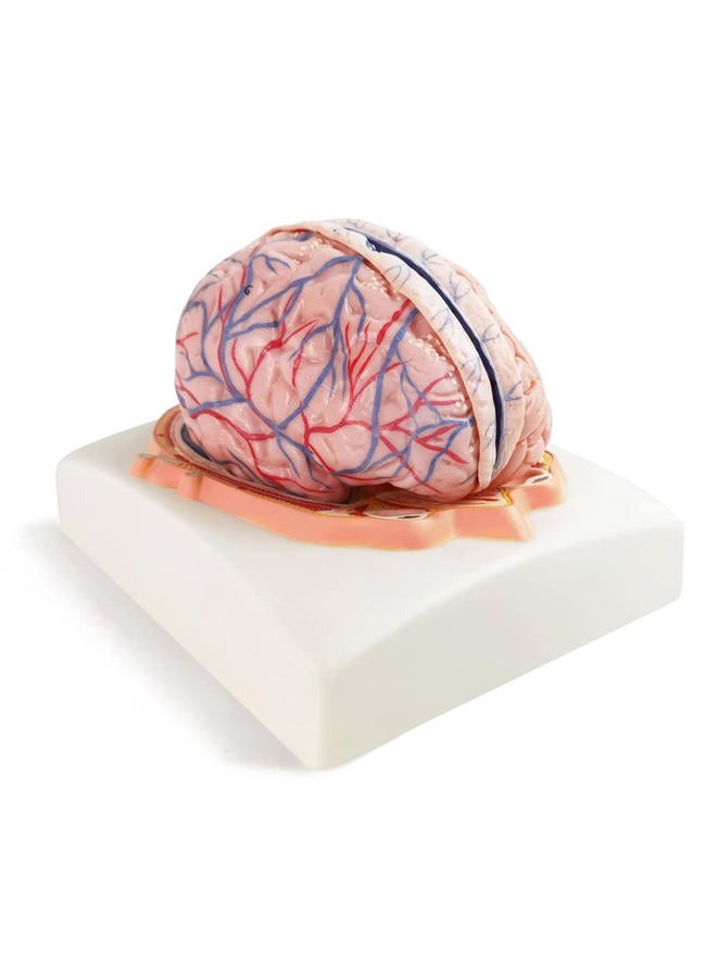 EVOTECH SCIENTIFIC Evotech Human Brain Model w/Arteries, 7 Parts Life Size Anatomy Brain Model on a Base Show Horizontal Plain Through Eyeball Level for Science Classroom Study Display, Manual Included - Image 2