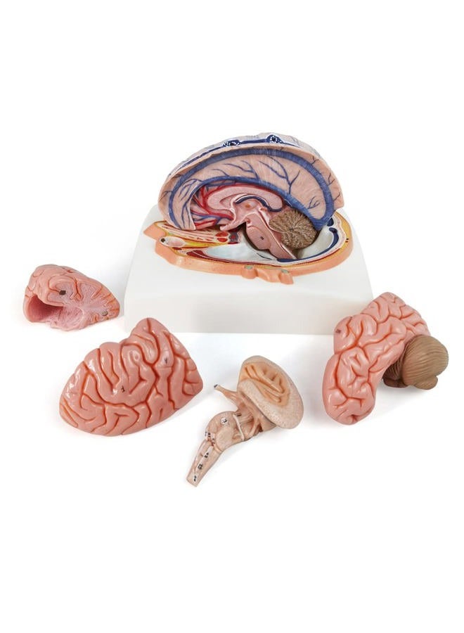 EVOTECH SCIENTIFIC Evotech Human Brain Model w/Arteries, 7 Parts Life Size Anatomy Brain Model on a Base Show Horizontal Plain Through Eyeball Level for Science Classroom Study Display, Manual Included - Image 3