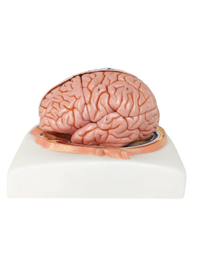 EVOTECH SCIENTIFIC Evotech Human Brain Model w/Arteries, 7 Parts Life Size Anatomy Brain Model on a Base Show Horizontal Plain Through Eyeball Level for Science Classroom Study Display, Manual Included - Image 4