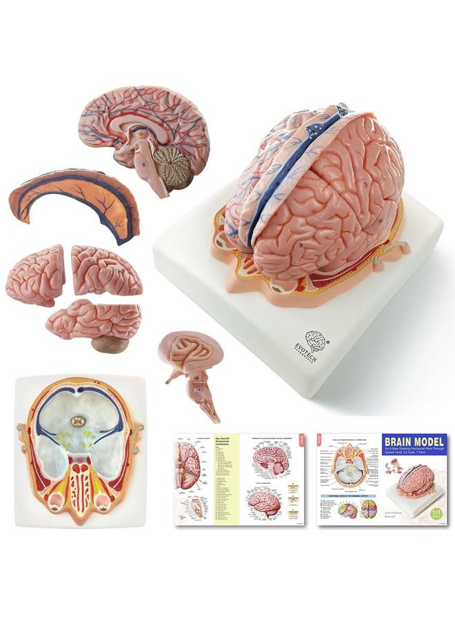 EVOTECH SCIENTIFIC Evotech Human Brain Model w/Arteries, 7 Parts Life Size Anatomy Brain Model on a Base Show Horizontal Plain Through Eyeball Level for Science Classroom Study Display, Manual Included - Image 1