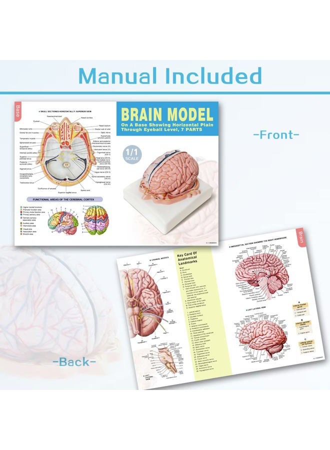EVOTECH SCIENTIFIC Evotech Human Brain Model w/Arteries, 7 Parts Life Size Anatomy Brain Model on a Base Show Horizontal Plain Through Eyeball Level for Science Classroom Study Display, Manual Included - Image 5