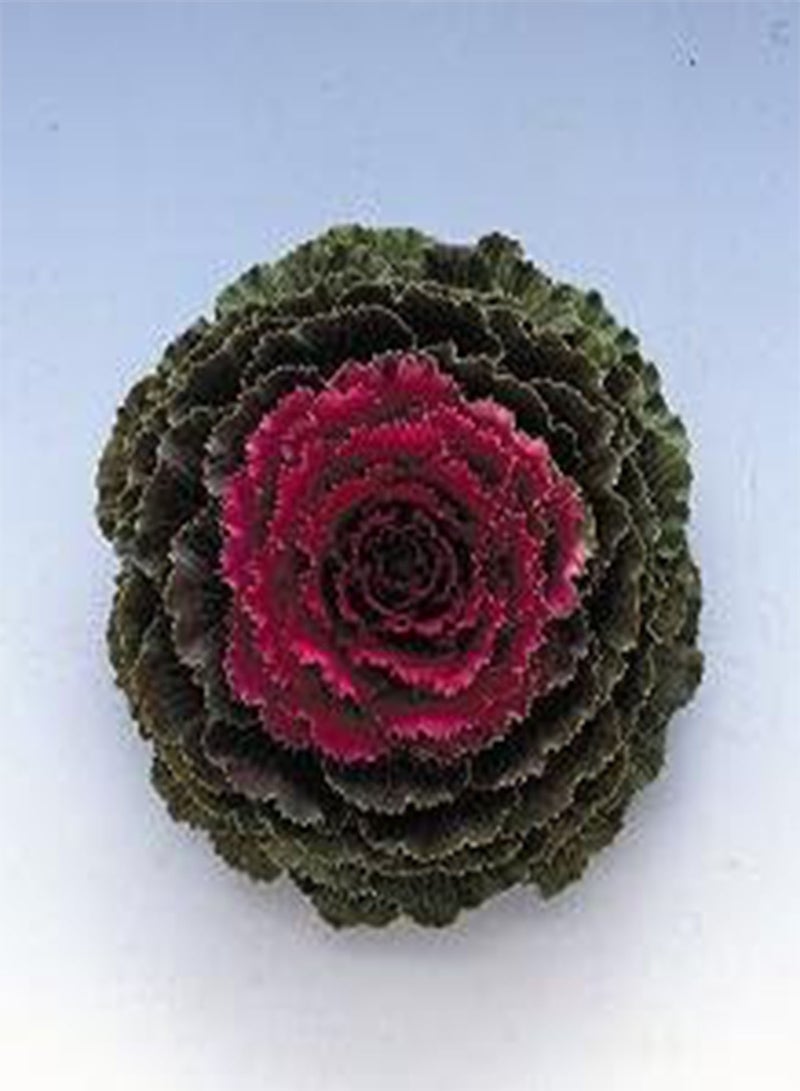 GGOOT Flowering Kale Songbird Red 100 Seeds