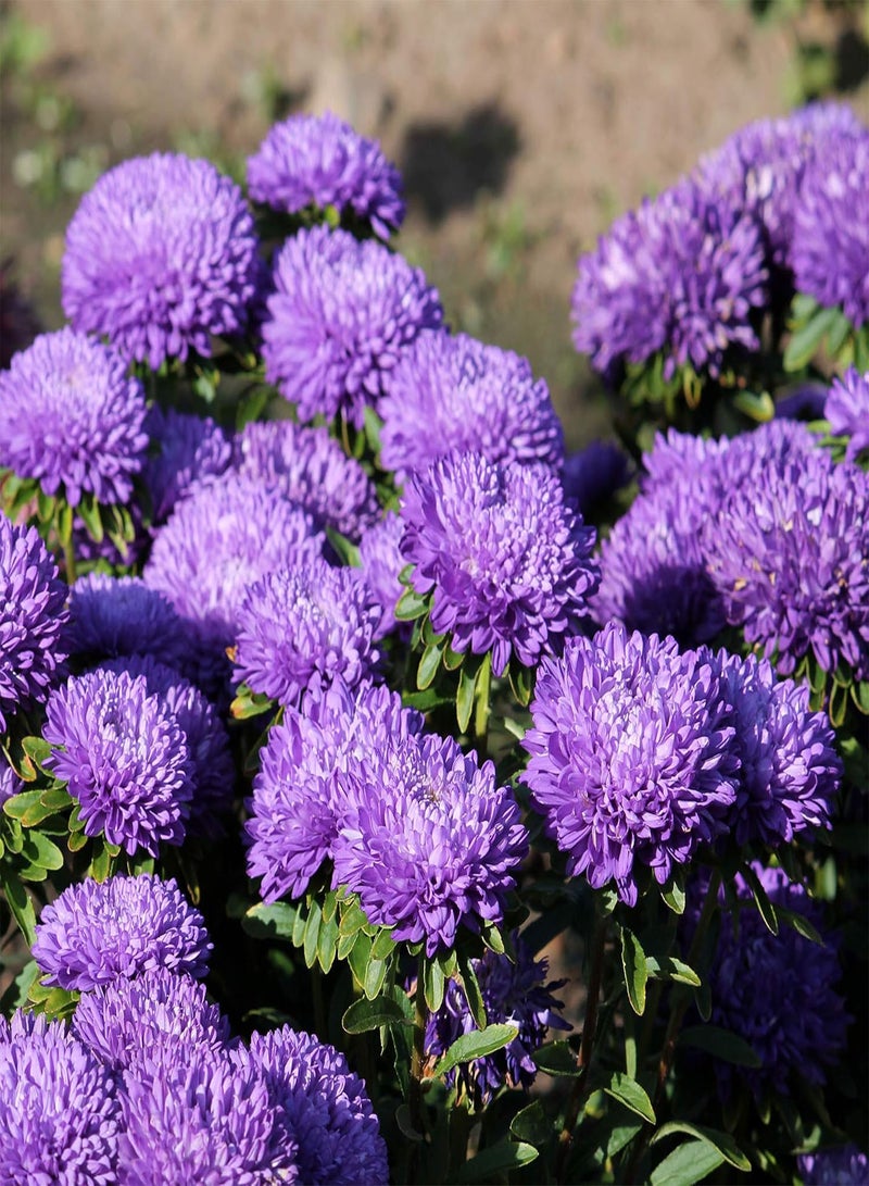 GGOOT seeds Fresh 200 pcs Aster CALLISTEPHUS Flower seeds for Planting Lavender