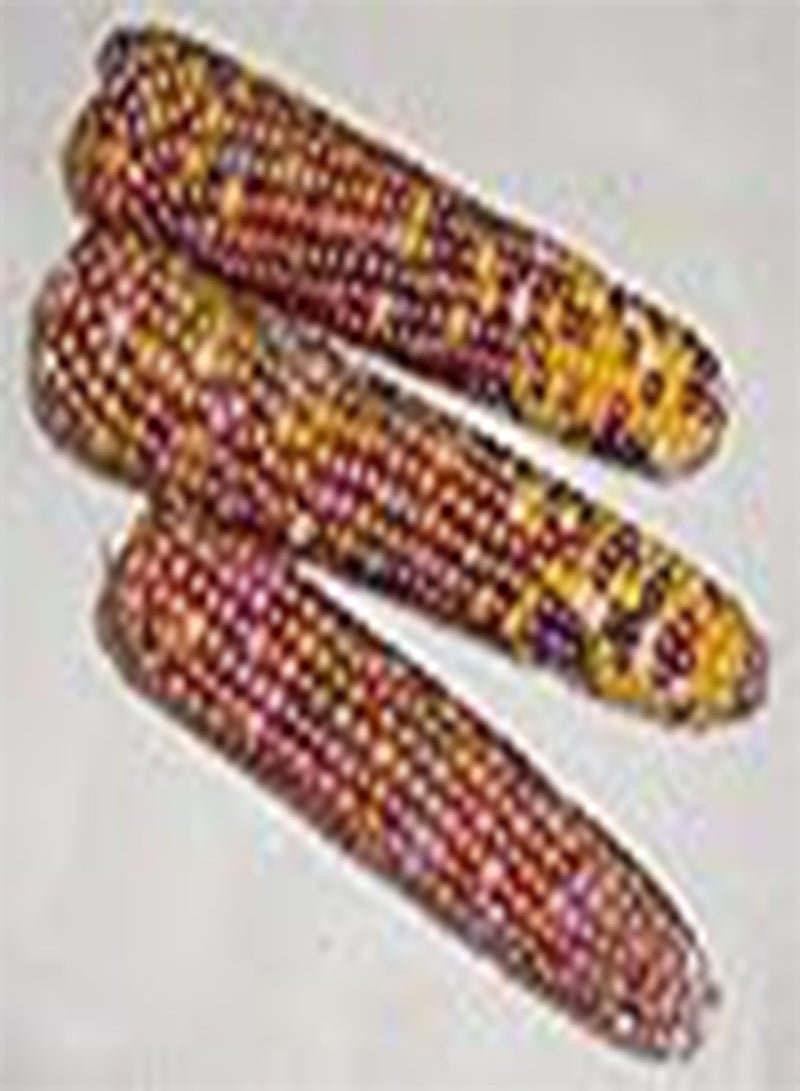 GGOOT Corn Ornamental Blender 9962 (Multi) 50 Non-GMO, Heirloom Seeds  - Image 1