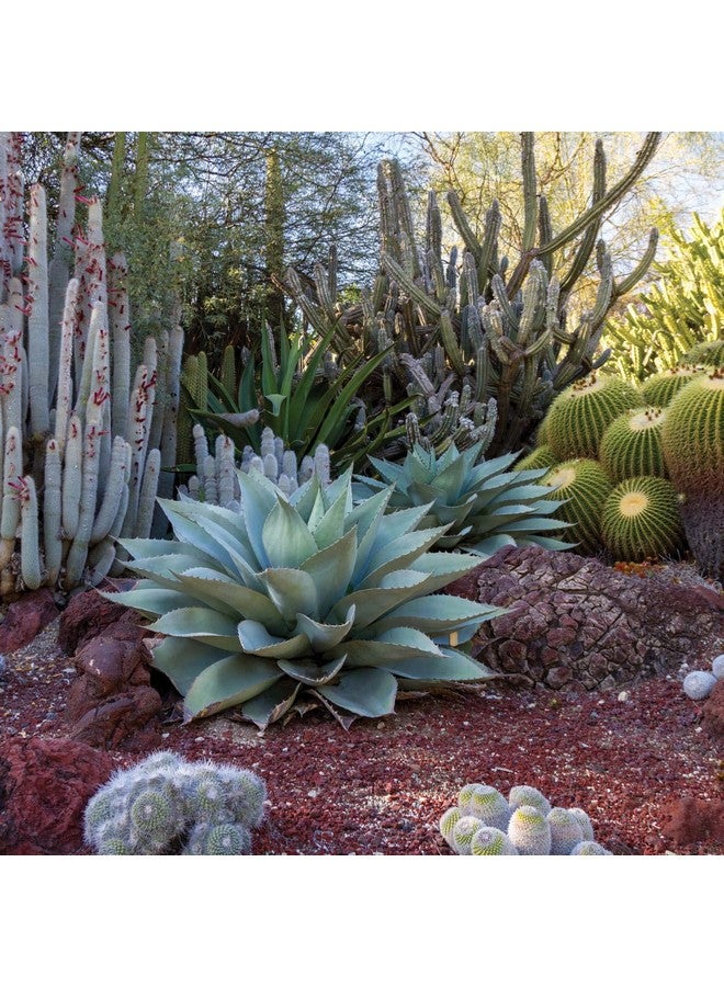 Pour Moi Anti-Aging Body Cream for Hyper Hydration in Arid Conditions - Image 4