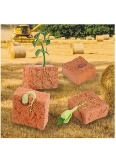 Y&D Plant Model, Children's Educational Toy Set, a Set of 4 Pieces, Life Cycle Theme  - Image 3
