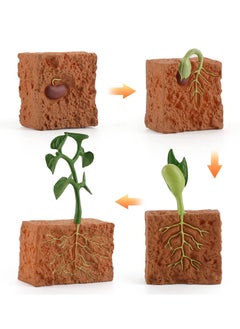 Y&D Plant Model, Children's Educational Toy Set, a Set of 4 Pieces, Life Cycle Theme  - Image 5