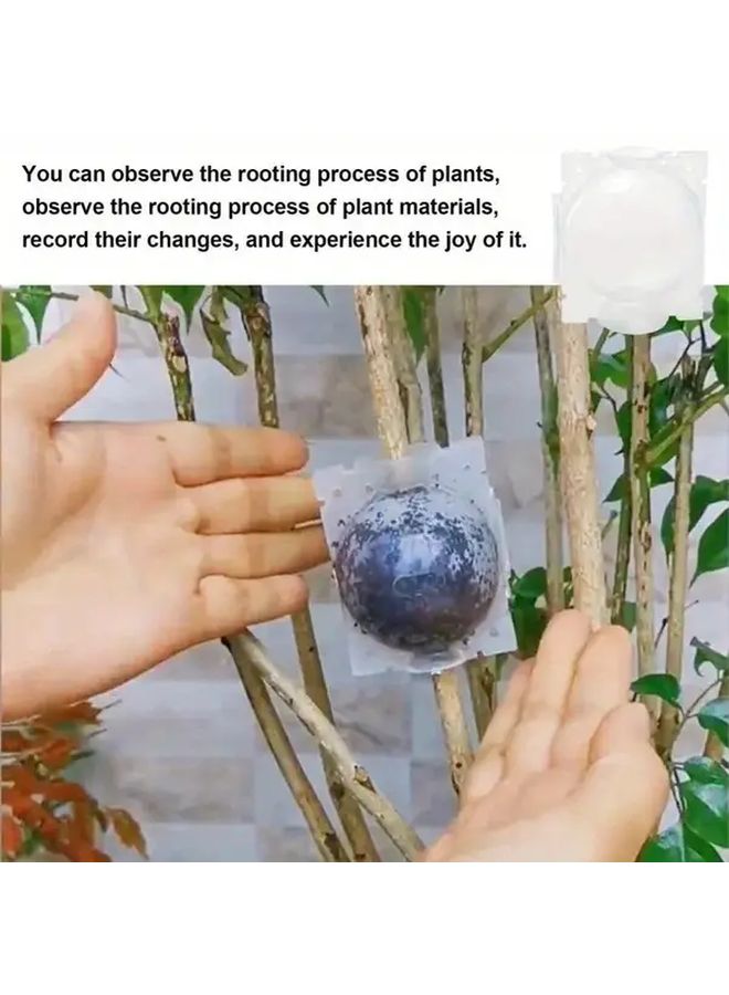 صندوق تجذير النباتات الشفاف للشتلات والعقل مع فتحات الصرف - Image 3