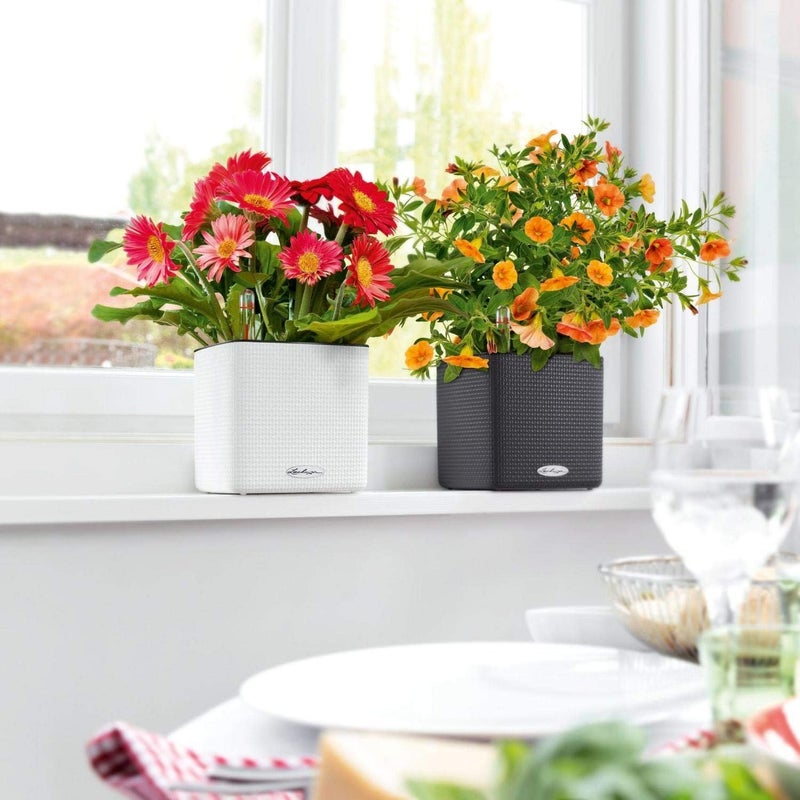 Lechuza 13488 Cube Color 16 Self-Watering Planter for Indoor and Outdoor Use, 7" x 7" x 6", Sand Brown - Image 4