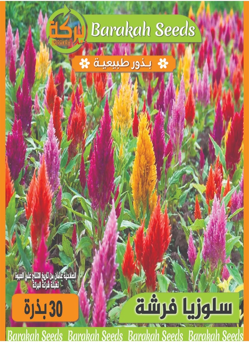 Generic High Germination Rate Flower Seeds - Celosia Brush Flower 