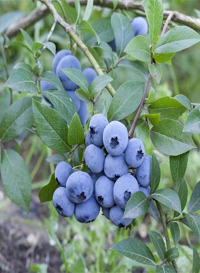 GGOOT 100Pcs Blueberry Seeds Juicy Fruit for The Family to Enjoy Easy Plant Don't Need Much Care Suitable for Beginners and Novice Gardeners - Image 2