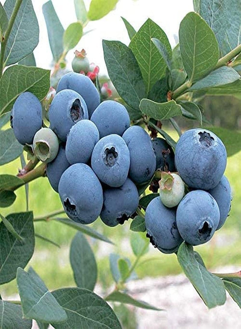 GGOOT 100Pcs Blueberry Seeds Juicy Fruit for The Family to Enjoy Easy Plant Don't Need Much Care Suitable for Beginners and Novice Gardeners - Image 1
