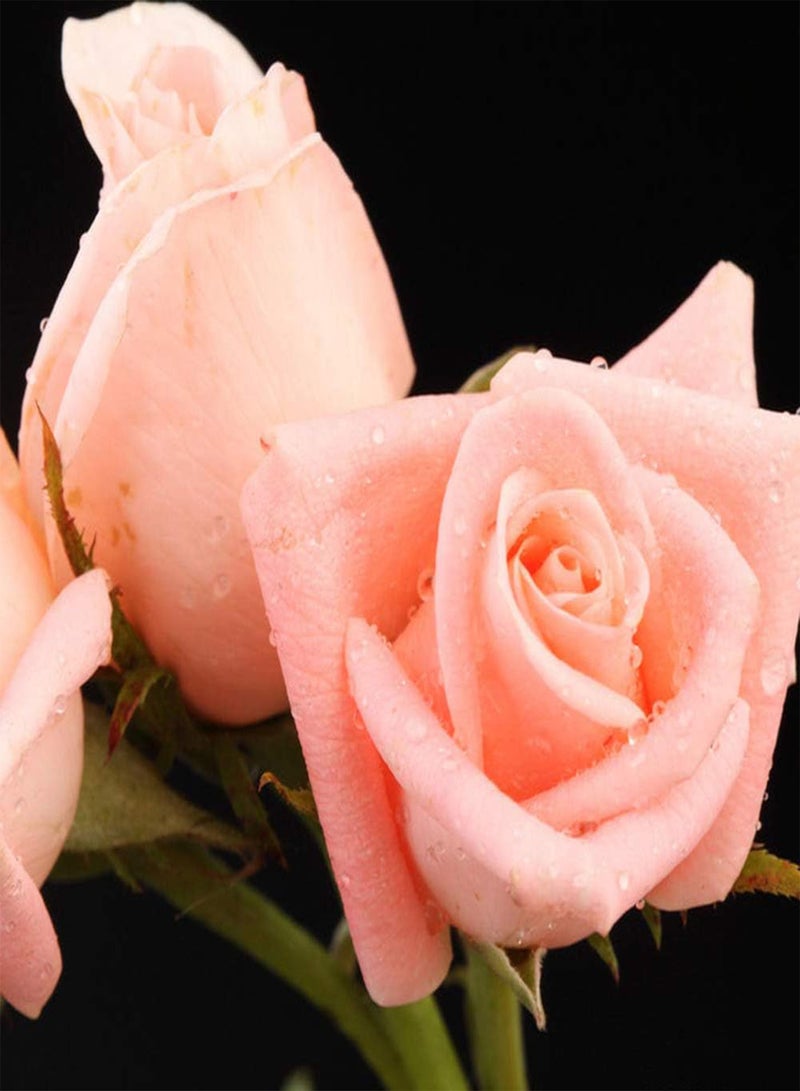 جي جوت 50 قطعة من بذور الورد الوردي الرومانسي تمنح الناس شعورًا غير محدود بالتأمل ورائحة منعشة لتزيين الحدائق المنزلية والزهور العشبية المعمرة وزراعة المنزل - Image 2