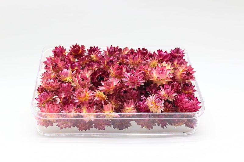 FANCY Natural Dried Strawflowers 6 Vibrant Colors, Ready-to-Use Resin Potpourri Floral, Long-Lasting Home Decor Gift in Clear Transparent Display Box (Wine Berry, R L) - Image 2