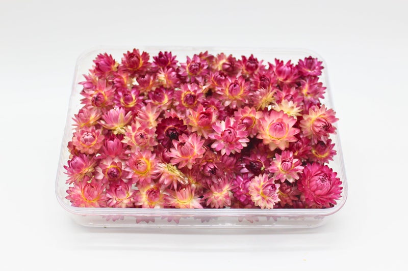 FANCY Natural Dried Strawflowers 6 Vibrant Colors, Ready-to-Use Resin Potpourri Floral, Long-Lasting Home Decor Gift in Clear Transparent Display Box (Wine Berry, R L) - Image 3