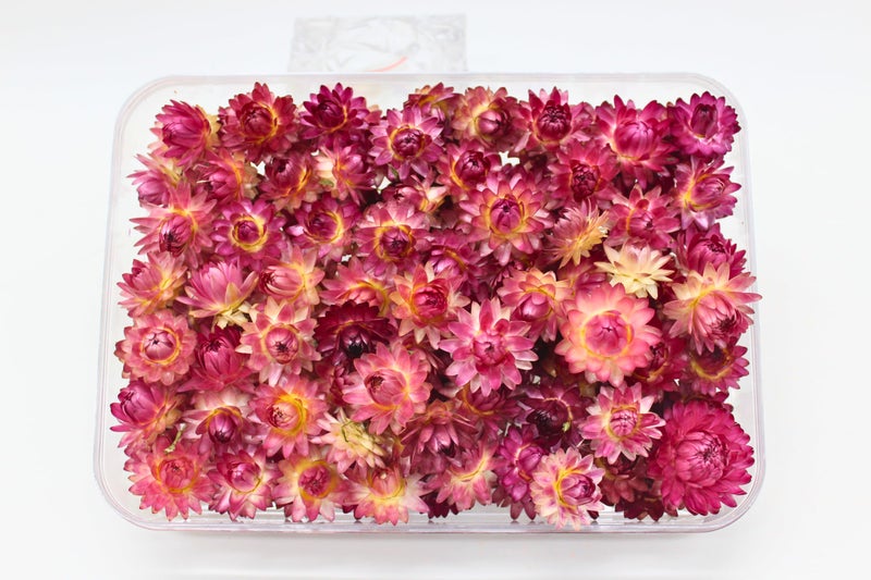 FANCY Natural Dried Strawflowers 6 Vibrant Colors, Ready-to-Use Resin Potpourri Floral, Long-Lasting Home Decor Gift in Clear Transparent Display Box (Wine Berry, R L) - Image 1