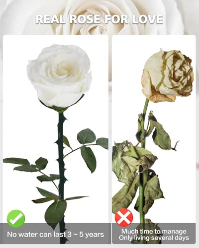 YAMPP Preserved Flowers Gifts for Women: Mothers Day Birthday Christmas Anniversary Wedding Gift for Mom Girlfriend Wife Grandma Forever Rose for Her White Single Rose - Image 3