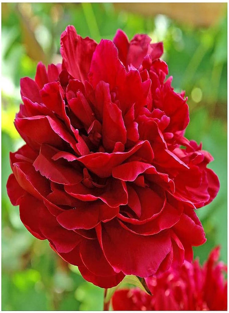 GGOOT Red Sarah Bernhardt Peony - Luscious Double Red
