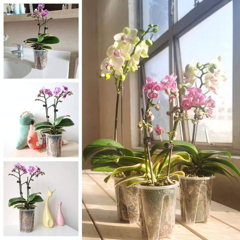 pavtner Orchid Pot, 3.9''W Ã— 4.8''H 6 Pack,Orchid Pots with Holes,Sturdy Clear Plastic Ochird Nursery Pot for Repotting, Flower Plant Pot for Orchids Planter,Good Ventilation and Healthy Root Growth - Image 5