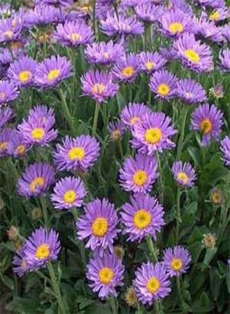 جي جوت أستر- ألبينوس- أزرق- 50 بذرة - Image 1