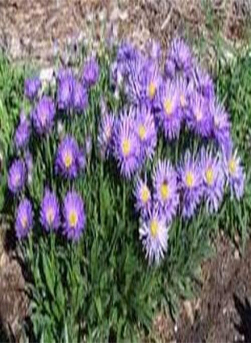 جي جوت أستر- ألبينوس- أزرق- 50 بذرة - Image 2