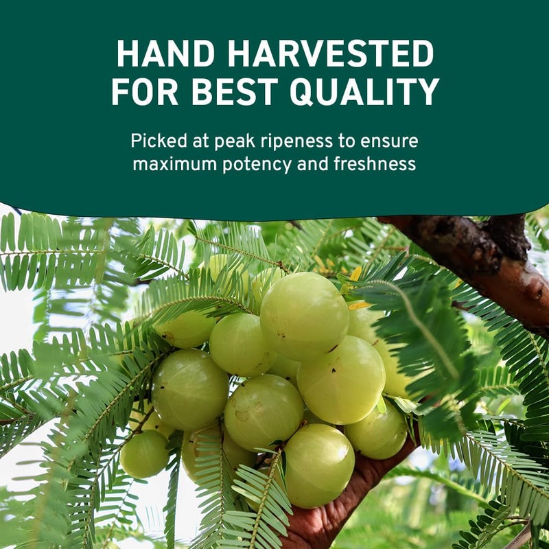 Handpick مسحوق الأملا العضوي HANDPICK (14 أونصة) أمالاكي، عضوي من وزارة الزراعة الأمريكية، غير معدل وراثيًا | 100% خام وطبيعي - مختبر لاختبار النقاء | مسحوق التوت الهندي | كيس قابل لإعادة الإغلاق - Image 5