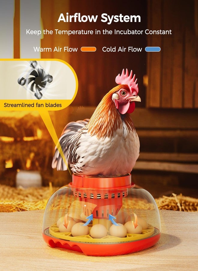 Besly 12 Egg Incubator for Hatching Eggs,Automatic Turning,Temperature and Humidity Control Display,360° Viewing for Chicken, Duck, Quail Eggs, Ideal for Farm, Classroom, Home Use,2025 Upgraded Incubators - Image 4