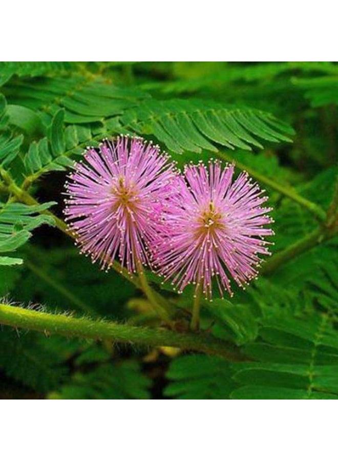 Mimosa, Touch Me Not Flower Seeds