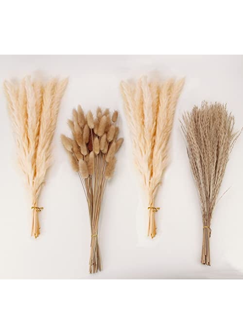 ANPROOR Natural Dried Pampas Grass Decor Beige Pampas Grass Bunny Tails Dried Flowers Reed Grass Bouquet for Wedding Boho Flowers Home Table Decor Rustic Farmhouse Party 100 in Total 