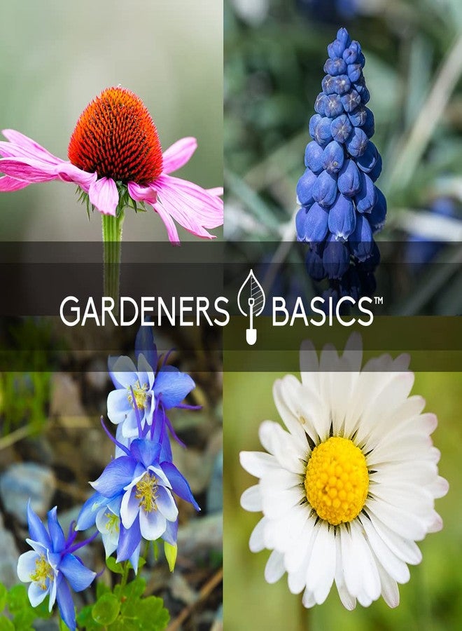 Gardeners Basics أساسيات البستانيين، بذور زهور معمرة للزراعة في الهواء الطلق (عبوة من 5 أنواع) الترمس، والكولومبين، والإكينيسيا، وزهرة القنفذية الأرجوانية، وزهرة سوزان ذات العيون السوداء، وزهرة الأقحوان شاستا لجذب الملقحات، بذور زهور برية - Image 5